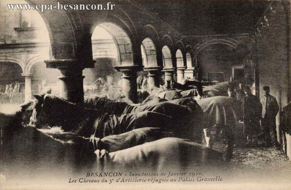 BESANÇON - Inondations de Janvier 1910. - Les Chevaux du 5e d'Artillerie réfugiés au Palais Granvelle